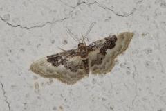 Acidalie rustique commune, papillon, Drôme, juillet 2025