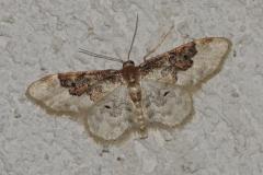 Acidalie rustique commune, papillon, Drôme, juin 2025