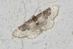 Acidalie rustique commune, papillon, Drôme, juin 2025