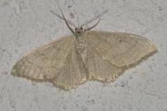 Acidalie sobre, papillon, Drôme, septembre 2025