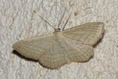 Acidalie striée, papillon, Drôme, juillet 2025