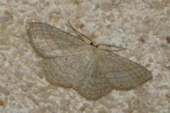 Acidalie striée, papillon, Drôme, août 2025