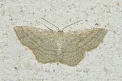 Acidalie striée, papillon, Drôme, juillet 2026