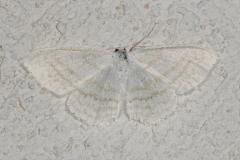 Acidalie virginale, papillon, Drôme, juin 2026