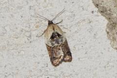 Acléride chagrinée, papillon, Drôme, juin 2025