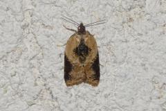 Acléride chagrinée, papillon, Drôme, juin 2025