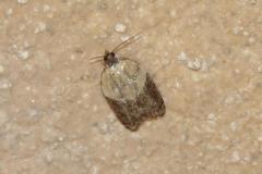 Acléride chagrinée, papillon, Drôme, juin 2025