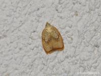 Acléride de l'Erable