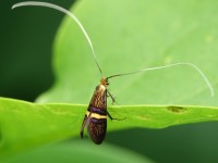 Adela croesella