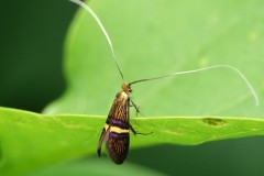 Adela croesella, papillon, Drôme, mai 2025