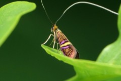 Adela croesella, papillon, Drôme, mai 2025