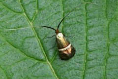 Adèle australe, mâle papillon, Drôme, mai 2025