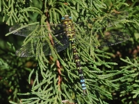 Aeschne bleue