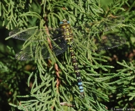 Aeschne bleue, mâle adulte, Isère, septembre 2012
