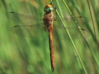 Aeschne isocèle