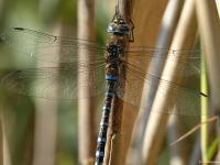 Aeschne mixte
