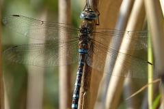 Aeschne mixte, mâle, Drôme, septembre 2025