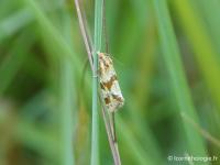 Cochylide d'Hartmann