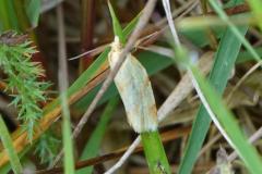 Agapète de la Scabieuse, papillon, Drôme, mai 2026