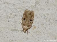 Agonopterix arenella