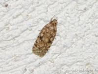 Agonopterix ferocella