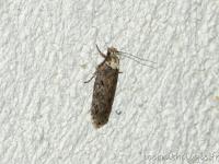 Agonopterix heracliana