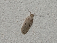Agonopterix yeatiana