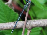 Agrion à larges pattes