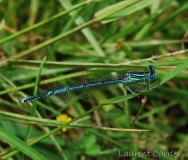 Pennipatte bleuâtres, mâle, Isère, juin 2016