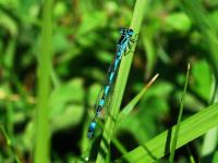Agrion de Mercure