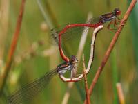 Agrion délicat