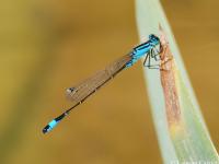 Agrion élégant