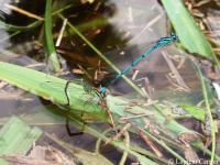 Agrion jouvencelle