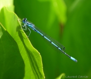 Agrion jouvencelle, mâle, Drôme, mai 2019