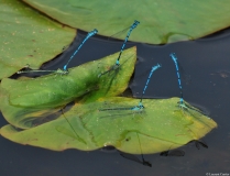 Agrion jouvencelle, couples en tandem, Drôme, juin 2013