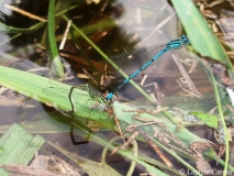 Agrion jouvencelle, couple en tandem, femelle en train de pondre, Drôme, juin 2008