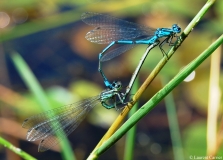Agrion jouvencelle, couple, coeur copulatoire, Drôme, juillet 2010