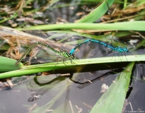Agrion jouvencelle, couple en tandem, Drôme, juin 2008
