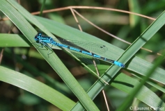 Agrion jouvencelle, mâle, Drôme, juin 2010