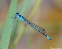 Agrion jouvencelle, mâle, Drôme, mai 2010