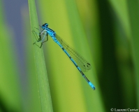 Agrion jouvencelle, mâle, Drôme, mai 2010