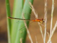 Agrion nain
