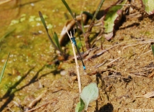 Ischnure naine, mâle, Drôme, juillet 2011