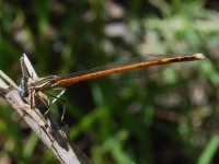 Agrion orangé