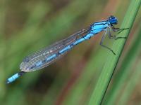 Agrion porte-coupe