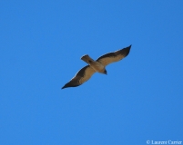 Aigle botté, Delta de L'Ebre, décembre 2012