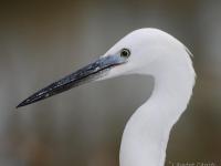 Aigrette garzette