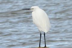 Aigrette garzette, Delta de l'Ebre, décembre 2025