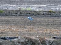 Aigrette hybride garzette X des récifs
