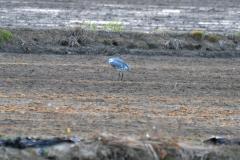Aigrette hybride garzette X des récifs, Delta de l'Ebre, fevrier 2012